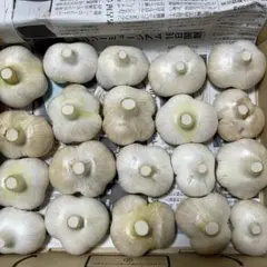 農薬不使用　生ジャンボニンニク　1Kg — image 1