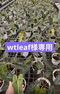 【wtleaf様専用】 — image 1