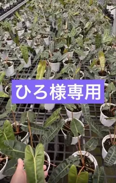 【ひろ様専用】 — image 1