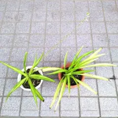 オリヅルラン ２鉢の抜き苗(鉢の中を全て！) 観葉植物 — image 1