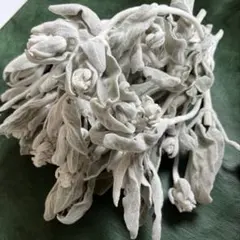 ラムズイヤーのドライフラワーno.2 — image 1
