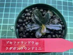 ブセファランドラ spクダガンラウンドミニBIG サイズ❗️ — image 1