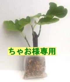 チャオ様専用 — image 1