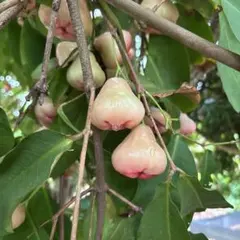 レンブ　沖縄産　 25kgまでオケ — image 1
