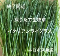 《採りたて生牧草》 イタリアンライグラス ネコポス発送 ✳️説明文必読 — image 1