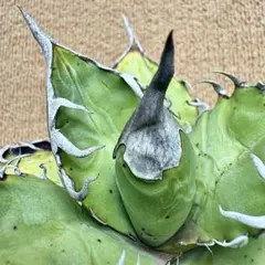 【Lj_plants】Z799アガベ チタノタ 実生 狂棘 極上強棘 — image 1