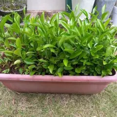 シークワーサー　実生苗　1株 実生苗 — image 1