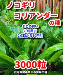 ノコギリコリアンダーの種【3000粒】⭕️ — image 1