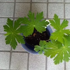 オレガノ　2ポットセット　寄せ植え　ハーブ　宿根草 — image 1