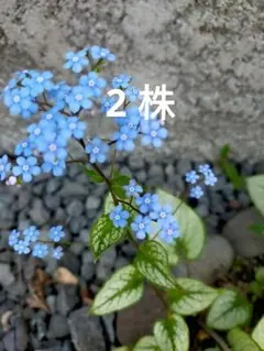 ブルンネラ ジャックフロスト 苗 　2 株 　ネコポス 発送 — image 1