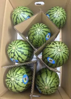 産地直送！小玉スイカウリ坊7玉入！甘くて美味しい箱込9.5キロ前後 — image 1