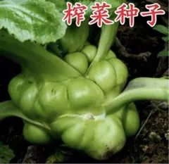 中華野菜種子　四川ザーサイ　榨菜 80粒+20粒　9月に発芽試験済み — image 1