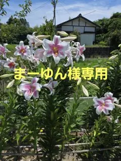 まーゆん様専用 — image 1