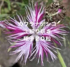 ＊カワラナデシコ③絞り咲き＊種子20粒＊ — image 1