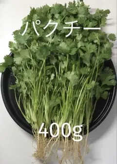 パクチー 香菜 コリアンダー 400g — image 1