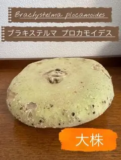tamaさま専用⭐️ブラキステルマ プロカモイデス XLサイズ❗️おまけ付き — image 1