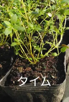 タイム＆バジル 各2個(7.5cmポット苗 合計4個セット コンパクト便発送予定 — image 1