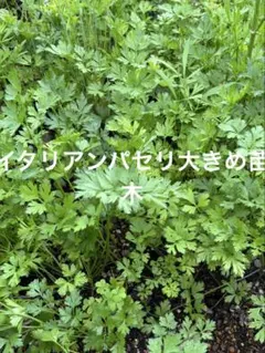 Jemma.UM様 リクエスト 2点 まとめ商品 — image 1