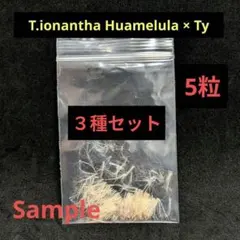 【のーやー様専用】 — image 1