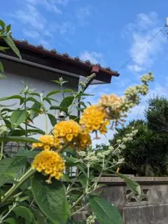ブッドレアイエローマジックの挿し木苗 — image 1