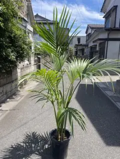 SALE❗️ 大型ケンチャヤシ　高さ１９０センチ 引取り歓迎　久喜市　配達可能 — image 1