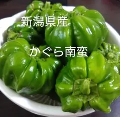 新潟の伝統野菜 かぐら南蛮 神楽南蛮 — image 1