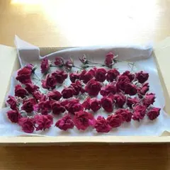 ミニ薔薇のドライフラワー　ヘッドのみ　薔薇（アンジェラ）　40輪＋α — image 1
