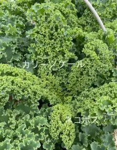 カリーノケール【ケール】ネコポス — image 1