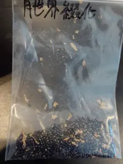 サボテン　エピテランサ　月世界綴化　採れたて種子　たくさん — image 1