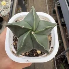 サボテンランボー玉 実生苗， — image 1