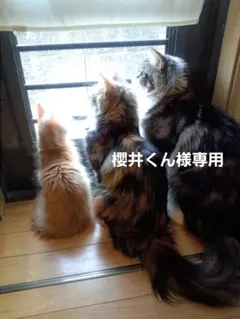 櫻井くん様専用です♪︎ — image 1