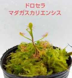 ドロセラ マダガスカリエンシス — image 1