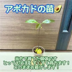 いす様 リクエスト 3点 まとめ商品 — image 1