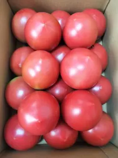 会津産トマト　品種桃太郎　18個入り1箱 — image 1