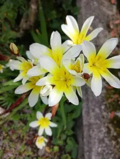 さと様専用です — image 1