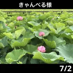 きゃんべる様7月 — image 1