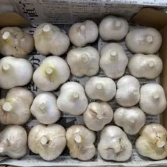 農薬不使用　生ジャンボニンニク　1Kg — image 1