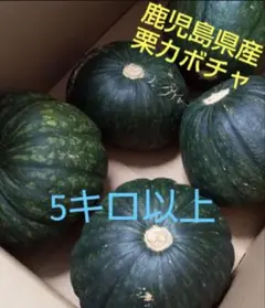 2番果訳あり鹿児島県産栗カボチャ5キロ以上 — image 1