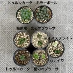 ハオルチア　ミラーボールorトゥルンカータ(親株サイズ)+ハオルチア2種+おまけ — image 1