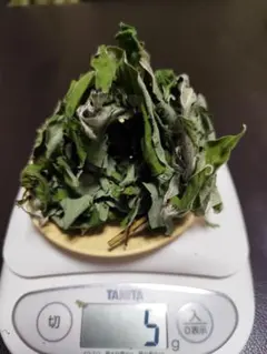 クロモジの葉 — image 1
