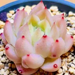 多肉植物 ⭐️レッドウィートストーク⭐️韓国苗育成 抜き苗 d54 — image 1