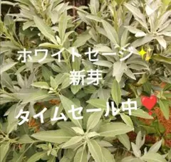 農薬不使用！カリフォルニアホワイトセージ【カット苗3本✨】未発根⑦ — image 1