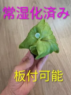 リドレイ ワイルド｜常湿化済｜鉢上げ株｜育成ガイド付き｜第4種郵便 — image 1