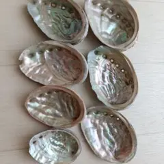 アワビ トコブシ 貝殻 7枚 — image 1
