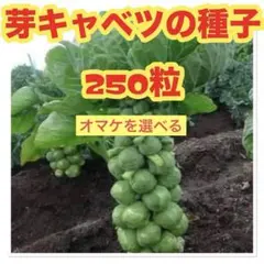 アンチョビ様 リクエスト 2点 まとめ商品 — image 1