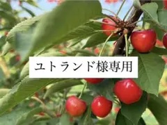 ユトランド様専用 — image 1