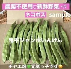 農薬不使用 鬼平ジャンボいんげん 野菜 — image 1