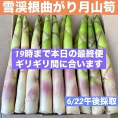 ❤️毎年大人気❣️ 天然 月山筍 箱込み約1キロ 細め 根曲がり竹 姫竹 山菜690 — image 1