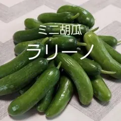 27ミニ胡瓜ラリーノ＊野菜セット！ — image 1