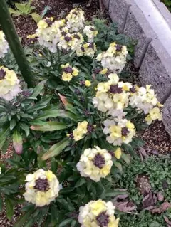 宿根草＊エリシマムクリーム色＊３ポット — image 1